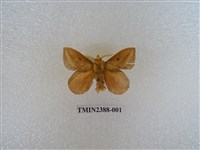 藏品(淡紋枯葉蛾)的圖片